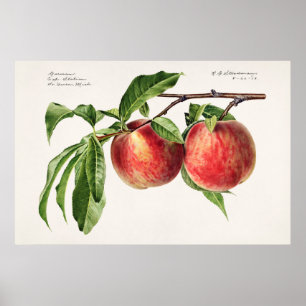  botanische illustratie poster