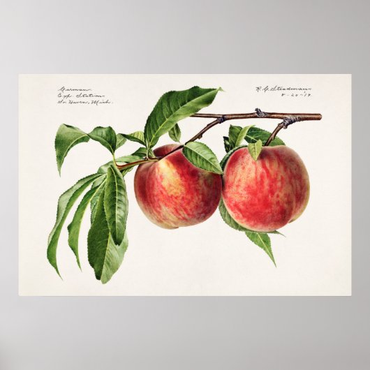  botanische illustratie poster (Voorkant)