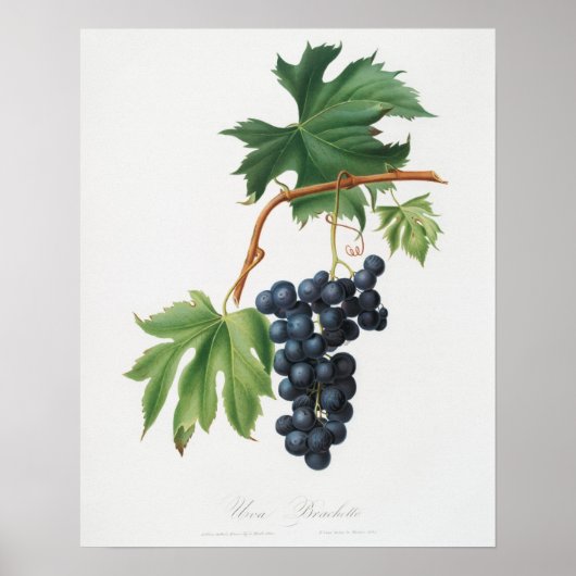 botanische illustratie poster (Voorkant)