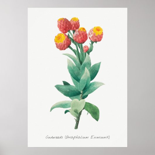  botanische illustratie poster (Voorkant)