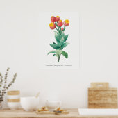  botanische illustratie poster (Keuken)