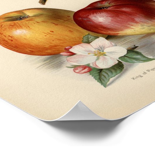  botanische illustratie poster (Hoek)