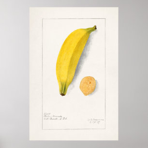  botanische illustratie poster