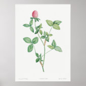botanische illustratie poster (Voorkant)