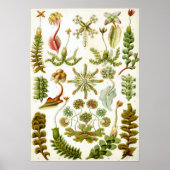 botanische illustratie poster (Voorkant)