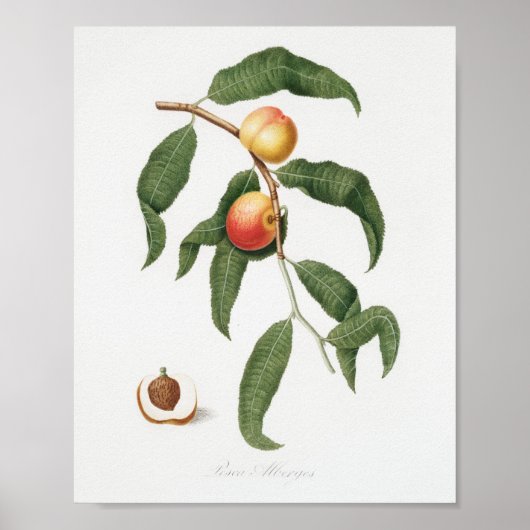  botanische illustratie poster (Voorkant)