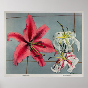  botanische illustratie poster