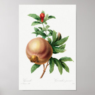  botanische illustratie poster