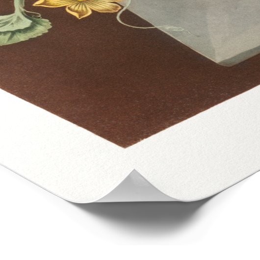 botanische illustratie poster (Hoek)