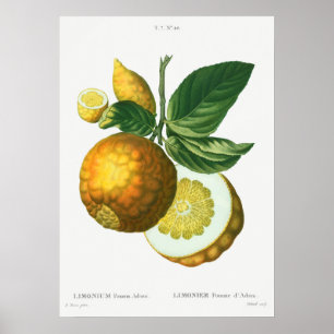  botanische illustratie poster