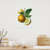  botanische illustratie poster (Keuken)