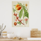 botanische illustratie poster (Keuken)