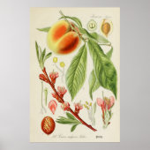  botanische illustratie poster (Voorkant)