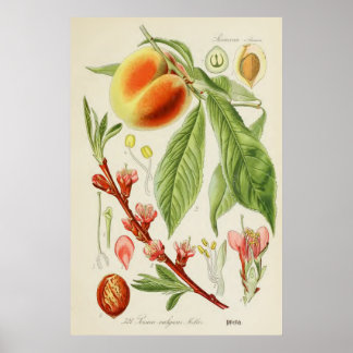  botanische illustratie poster