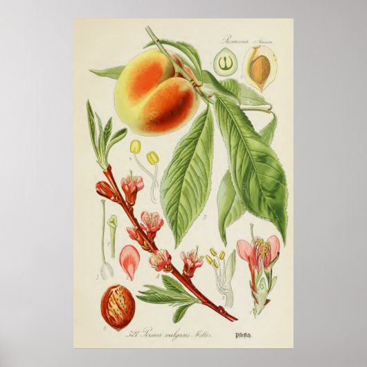 botanische illustratie poster (Voorkant)