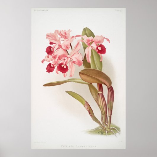  botanische illustratie poster (Voorkant)
