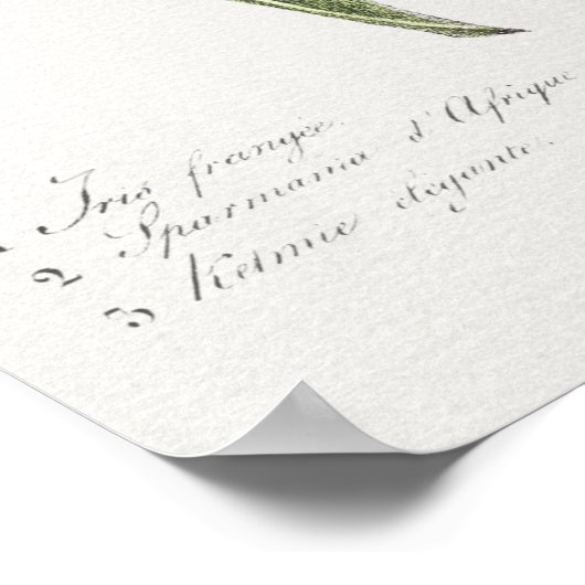  botanische illustratie poster (Hoek)