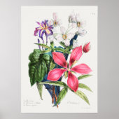  botanische illustratie poster (Voorkant)