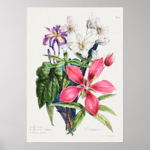 botanische illustratie poster