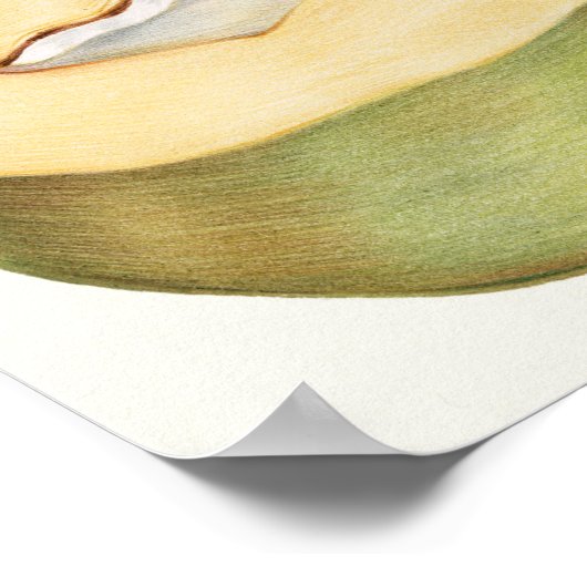 Botanische illustratie poster (Hoek)