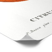  botanische illustratie poster (Hoek)