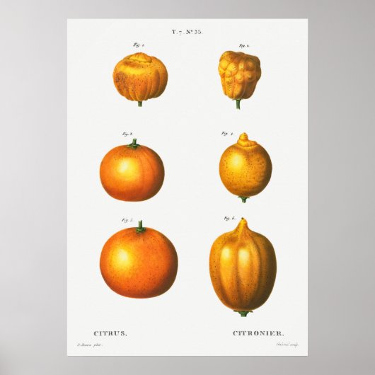  botanische illustratie poster (Voorkant)