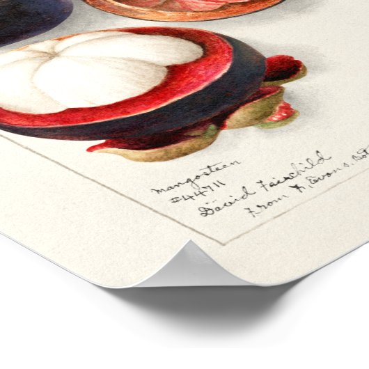  botanische illustratie poster (Hoek)