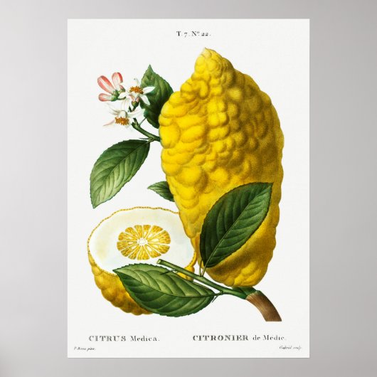 botanische illustratie poster (Voorkant)