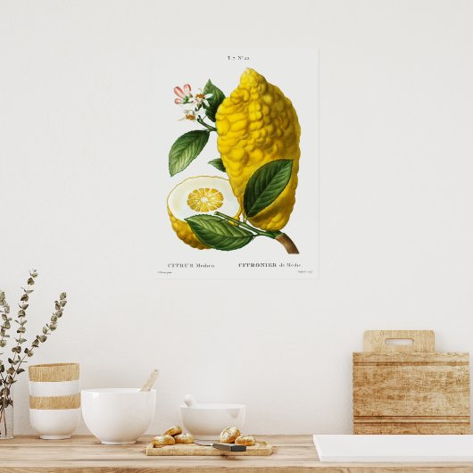  botanische illustratie poster (Keuken)