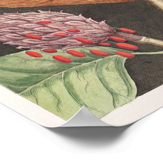  botanische illustratie poster (Hoek)
