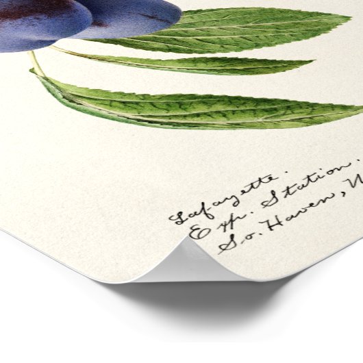  botanische illustratie poster (Hoek)