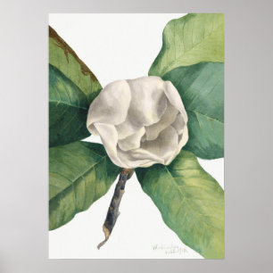 botanische illustratie poster
