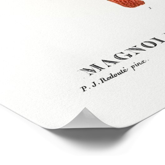  botanische illustratie poster (Hoek)