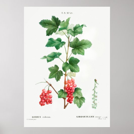 botanische illustratie poster (Voorkant)