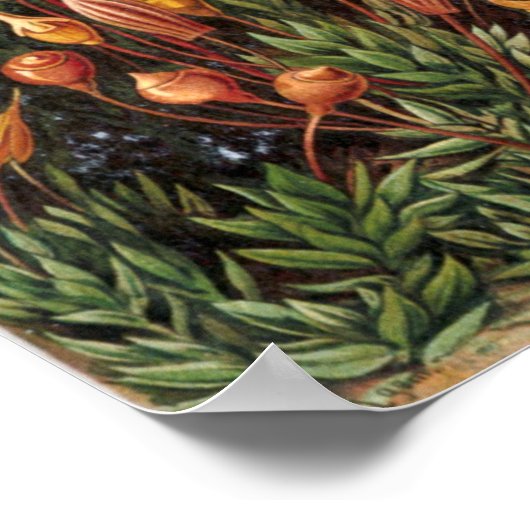  botanische illustratie poster (Hoek)