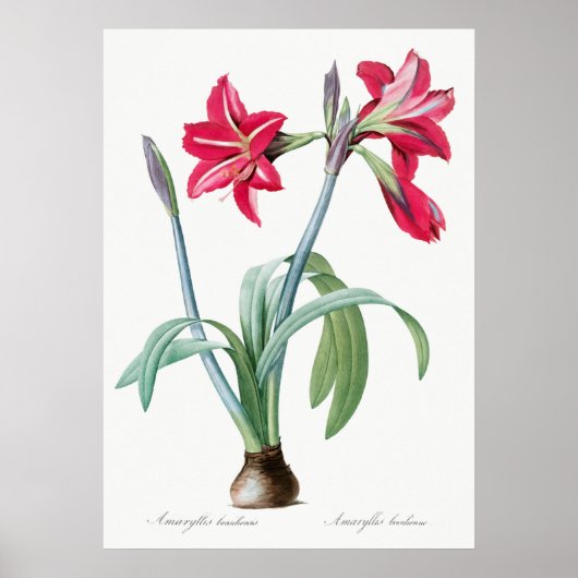  botanische illustratie poster (Voorkant)