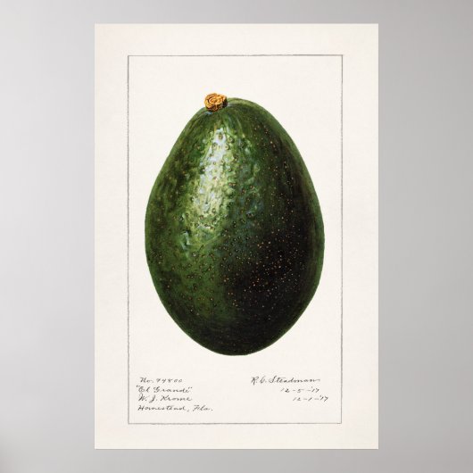  botanische illustratie poster (Voorkant)