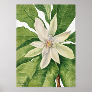 botanische illustratie poster