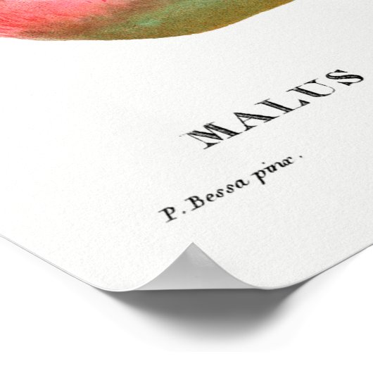  botanische illustratie poster (Hoek)