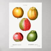  botanische illustratie poster (Voorkant)