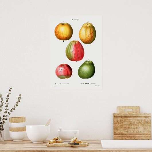  botanische illustratie poster (Keuken)