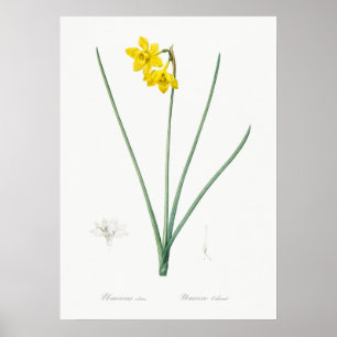  botanische illustratie poster