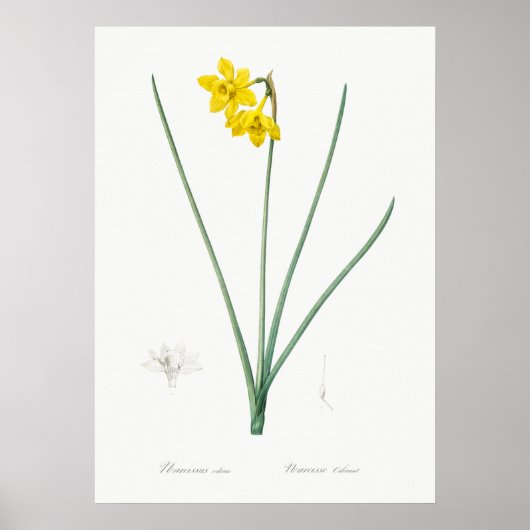 botanische illustratie poster (Voorkant)
