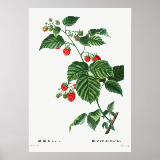  botanische illustratie poster (Voorkant)