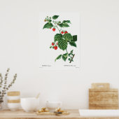  botanische illustratie poster (Keuken)