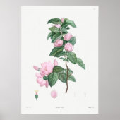  botanische illustratie poster (Voorkant)