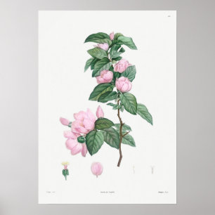  botanische illustratie poster