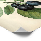  botanische illustratie poster (Hoek)