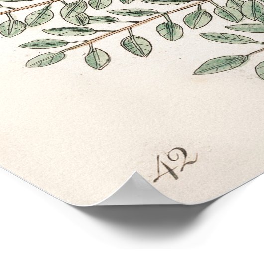  botanische illustratie poster (Hoek)