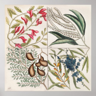 botanische illustratie poster